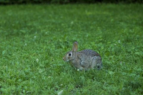 A wild hare or rabbit in the grass of the lawn. Stock Photos