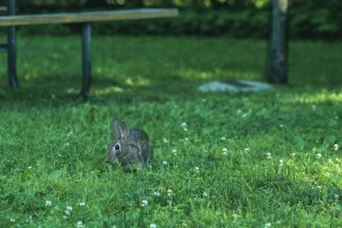 A wild hare or rabbit in the grass of the lawn. Stock Photos