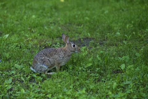 A wild hare or rabbit in the grass of the lawn. Stock Photos