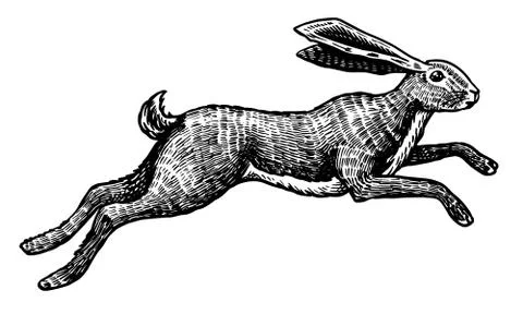 Wild hare or rabbit is jumping. Cute Bunny or coney runs away. Hand drawn Stock Illustration