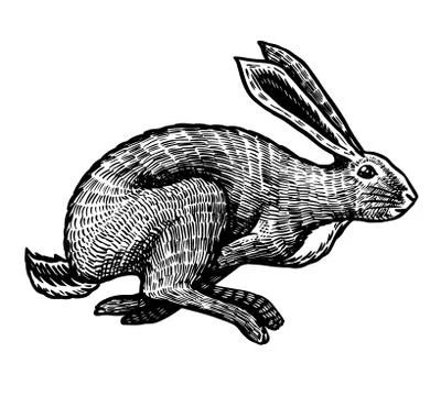 Wild hare or rabbit is jumping. Cute Bunny or coney runs away. Hand drawn Stock Illustration