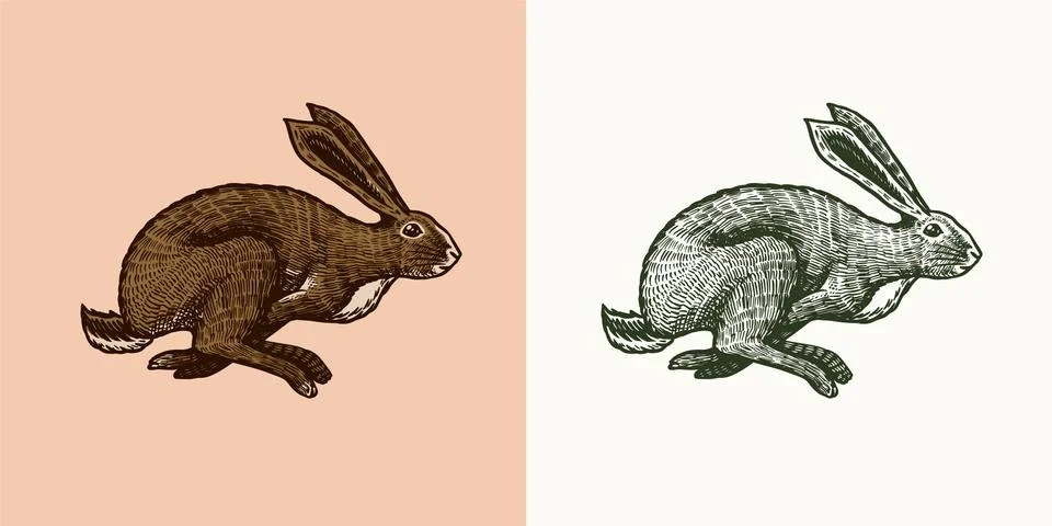 Wild hare or rabbit is jumping. Cute Bunny or coney runs away. Hand drawn Stock Illustration
