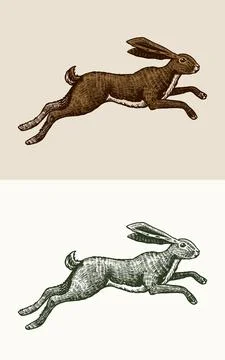 Wild hare or rabbit is jumping. Cute Bunny or coney runs away. Hand drawn Stock Illustration