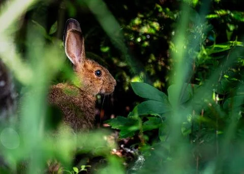 Wild hare partially hidden among forest vegetation. Stock Photos