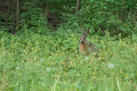 Wild Hare 写真素材