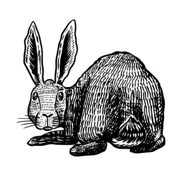Wild hare. Rabbit looks back. Bunny or coney. Hand drawn engraved old animal Stock Illustration