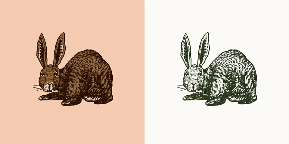 Wild hare. Rabbit looks back. Bunny or coney. Hand drawn engraved old animal Stock Illustration