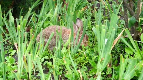 A wild hare ran into the garden and eats greens Stock Footage 195236166