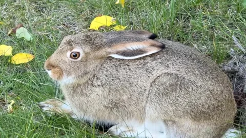 Wild hare resting on green grass surrounded by fallen yellow autumn leaves Stock Footage 346591619