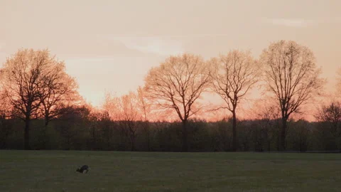 Wild hare running across a meadow at sunset, orange-red sky. 4K 60fps. Stock Footage 334005592