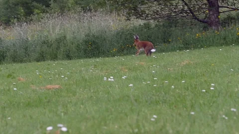Wild Hare Running Slow Motion Irish Hare Northern Ireland Stock Footage 99558703