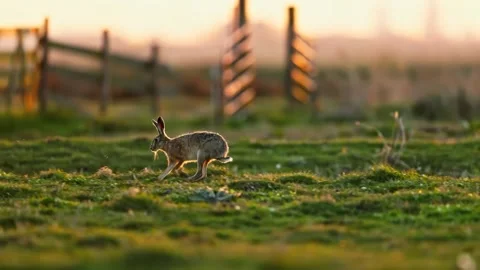 Wild hare running through green field at sunset golden light. Stock Footage 341068552