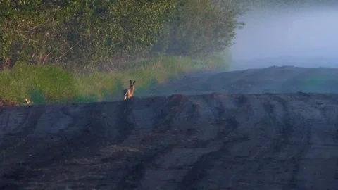 A wild hare runs along a forest road. A hare in the wild. Stock Footage 338120392