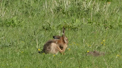 Wild hare scratching his fur Stock Footage 50129024