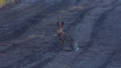 A wild hare sits on a forest road. Stock Footage 338119437