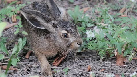Wild Hare is Sitting in the Bushes, Close-up, Gray Rabbit Sit Down in the Forest Stock Footage 166764598