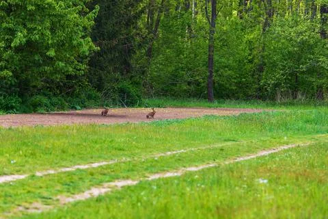 Wild hare sitting on the edge of the forest in the meadow. Stock Photos