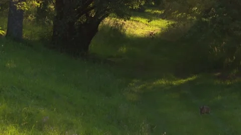 Wild hare sitting on grassy path under trees in soft morning light, atmospheric  Stock Footage 330471531