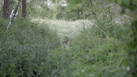Wild Hare Sitting Motionless at Forest Edge Vídeos de archivo 334669475