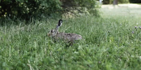 Wild Hare Sitting in Tall Grass – 6K RED Cinematic Slow Motion (80 fps) Stock Footage 320534656
