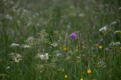 Wild Harmony of Bloom Stock Photos