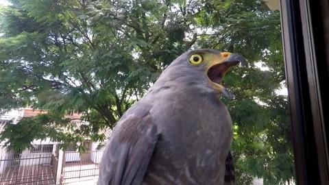 Wild Hawk Comes to Visit - Wild Animals, Wild Birds, Nature Video stock 145686307