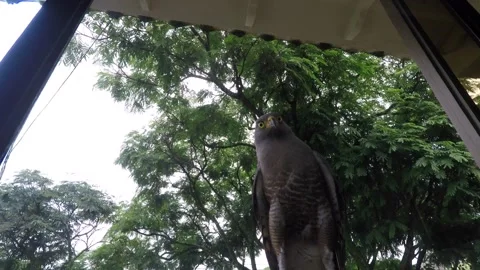 Wild Hawk - Funny wild hawk perching on a balcony, staring at you Video stock 154008190