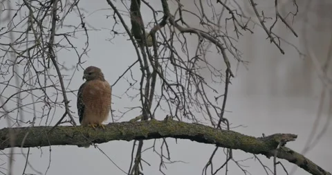 Wild Hawk Perched on a Bare Tree Branch on a Foggy Winter Day Stock Footage 314583323