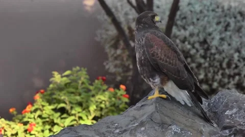 Wild Hawk Sitting on a Rock Stock Footage 51679876