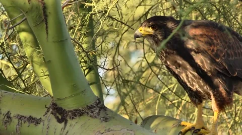 Wild Hawk Sitting in Tree Stock Footage 51679728