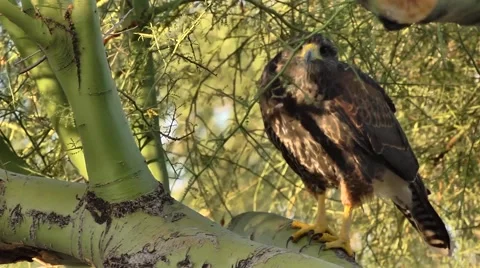 Wild Hawk Sitting in a Tree Stock Footage 51679891