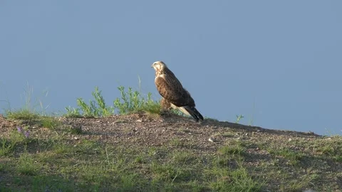 Wild hawk stands on open ground - Species Identification and Predator Behavior Stock Footage 339718099