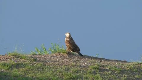 Wild hawk stands on open ground - Terrain Observation and Species Identification Stock Footage 339718215