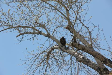 Wild Hawk in Tree Stock Photos