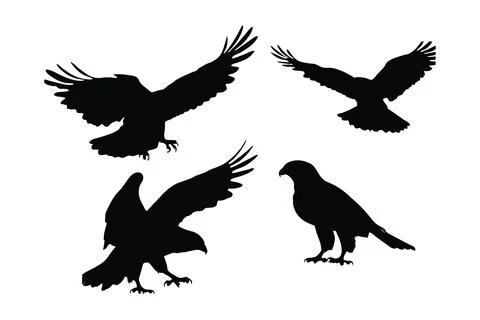 Wild Hawk vector design on a white background. Hawks flying silhouette bund.. Stock Illustration
