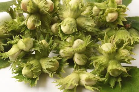 Wild hazelnuts in bulk Stock Photos
