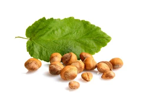 Wild hazelnuts with leaf isolated on white background Stock Photos