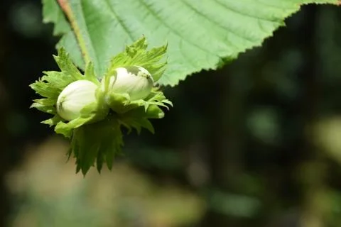 Wild hazelnuts maturing on tree in Scandinavian forest Stock Photos