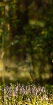 Wild Heather in a Forest Clearing Stock Photos