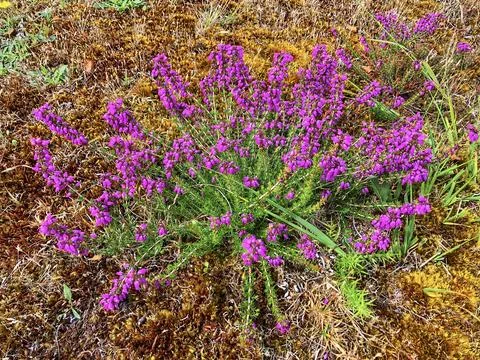 Wild Heather Stock Photos