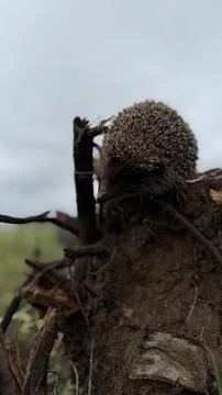 Wild Hedgehog Climbing Down Roots Moody Atmospheric Wildlife Close Up Stock Photos