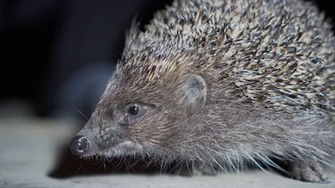Wild Hedgehog Closeup Stock-Footage 115598407