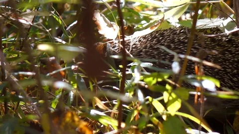 Wild Hedgehog is Crawling Through the Autumn Environment Stock Footage 102347816