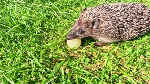 Wild hedgehog eating apple slice on green lawn close-up Stock Footage 324505399