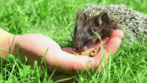 Wild hedgehog eating from human hand on green grass lawn Stock Footage 314972333