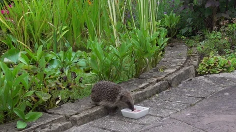 Wild hedgehog eats cat food in back garden in England Stock Footage 119920901