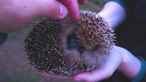 The wild hedgehog is ironed Stock Footage 94283736