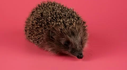 Wild Hedgehog looking around and sniffing, closeup, isolate on pink background Stock Footage 62642090