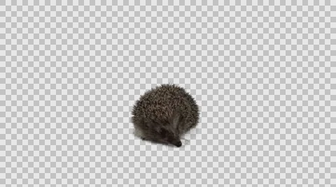 Wild Hedgehog looking around and sniffing, alpha matte channel Stock Footage 63067864