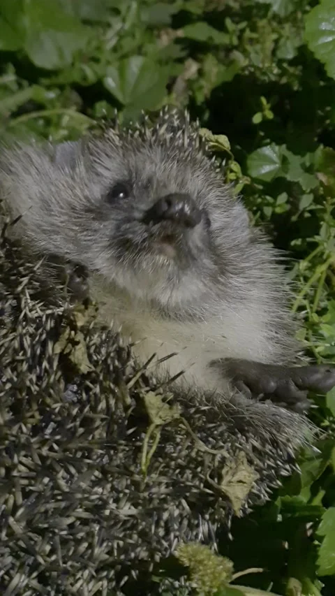 A wild hedgehog looks at the camera and curls up into a ball Stock Footage 201934008